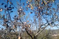 Torà: Plegant ametlles  Ramon Sunyer