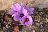 Torà: Flor de safrà  Ramon Sunyer