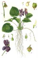 : Viola boscana ( odorata) 