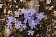 : L'herba fetgera (Anemone hepatica) 