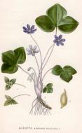 : L'herba fetgera, viola de llop o viola de pastor (Anemone hepatica) 