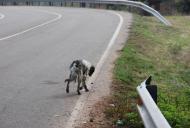 l'abandonament animal un fet massa usual