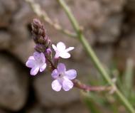 : Berbena (verbena officinalis) 