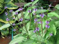 : Berbena (verbena officinalis) 