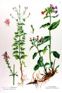 : Berbena (verbena officinalis) 