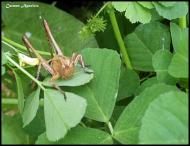 : Flora i fauna  Carmen Aparicio