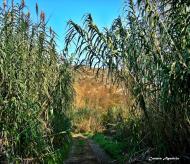 : Camí de canyes del riu de Torá  Carmen Aparicio