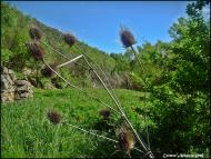 Torá: Paisatges de Torá  Carmen Aparicio