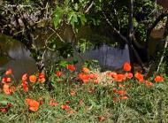 Torá: Roselles a la vora del riu de Torá  Carmen Aparicio