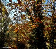 : La Tardor  Carmen Aparicio