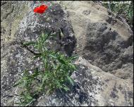 Torà: Roselles entre les pedres  Carmen Aparicio