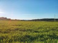 Torà: Els sembrats a la primavera  Ramon Sunyer