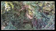 Torà: vegetació de ribera  Ramon Sunyer