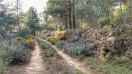 L'Aguda: Camí boscà  Ramon Sunyer