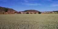 Torà: El blat encara verd  Ramon Sunyer