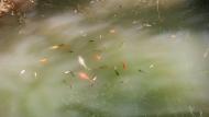 Torà: Peixos de colors a la bassa dels Dolors  Ramon Sunyer
