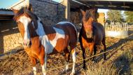 Puigredon: Cavalls  Ramon Sunyer