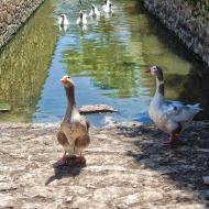 Vilamajor: Fossat  Ramon Sunyer