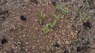 Fontanet: les formigues recollint la sembradura  Ramon Sunyer