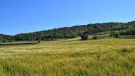 Torà: Ordia a les Torrovelles  Ramon Sunyer