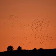 Igualada: estornells  Ramon Sunyer