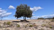 Biosca: Jaciment romà de Puig_Castellar  Ramon Sunyer