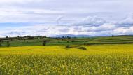 Cabanabona: colza  Ramon Sunyer