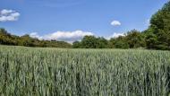 Fontanet: Riera de Claret  Ramon Sunyer