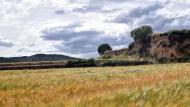 Torà: sembrats a les Torrovelles  Ramon Sunyer