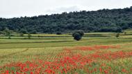 Torà: sembrats a les Torrovelles  Ramon Sunyer