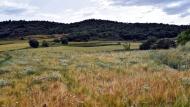 Torà: sembrats a les Torrovelles  Ramon Sunyer