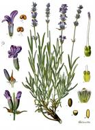 : Espígol o Lavanda (Lavandula angustifolia)  Franz Eugen Köhler