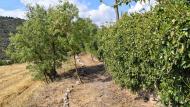 Torà: Camí dels Tísics  Ramon Sunyer