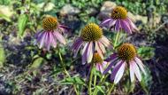 Claret: Parc de les Olors  Ramon Sunyer