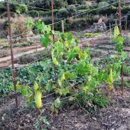 Claret: Parc de les Olors  Ramon Sunyer