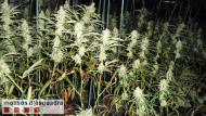 Detenen tres homes per cultivar prop de 2.000 plantes de marihuana a Torà