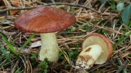 : Pinetell (Suillus granulatus)  Körnchen Röhrling