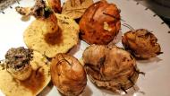 : Pinetell (Suillus granulatus)  Ramon Sunyer