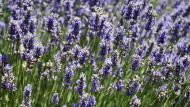 Sanaüja: Espígol o Lavanda (Lavandula angustifolia)  Ramon Sunyer