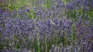 Sanaüja: Espígol o Lavanda (Lavandula angustifolia)  Ramon Sunyer