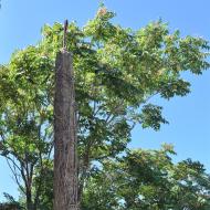 L'Aguda: Creu de terme  Ramon Sunyer