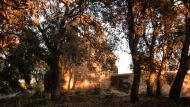 La Serra de Dalt: Sant Miquel de Vallmanya  Ramon Sunyer