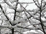 Igualada: Gruix de neu acumulat a les branques d'un arbre  Ramon Sunyer i Balcells