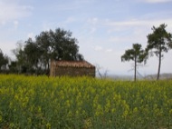 Torà: La primavera  Ramon Sunyer