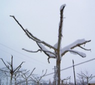 Torà: Detall d'arbre  J.Gatnau Grau