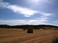 Segarra: Bales de palla rodones  Josep Gatnau