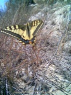 Torà: Papilio Machaon(papilionidae)  Sara Perez, Angela Sunyer